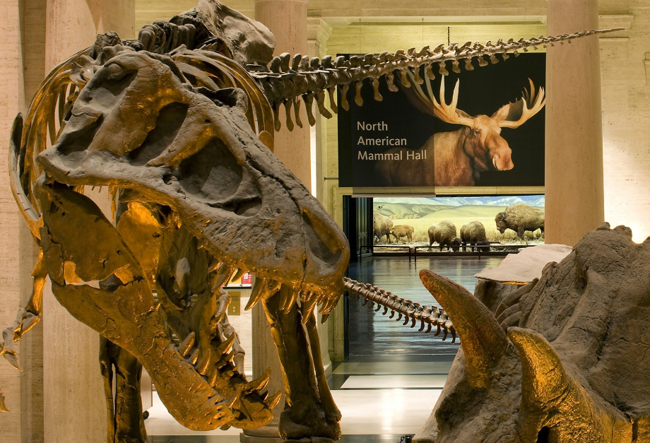 Natural History Museum of Los Angeles: Revitalizing the Visitor Experience image 1